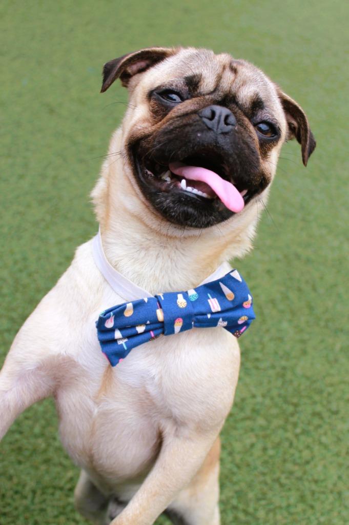 Enlarge Tuba, a Adoptable Pug in Gardena, CA image 5/6