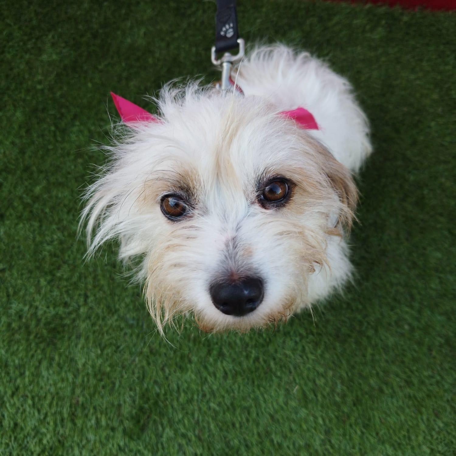 MISTY, adopted, Adult Female Maltese.