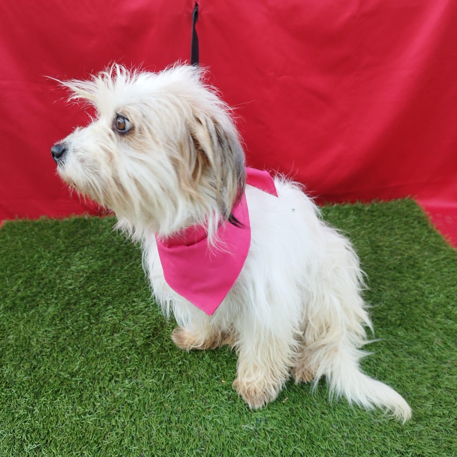 Enlarge MISTY, an adopted mixed breed in Rowland Heights, CA image 3/3