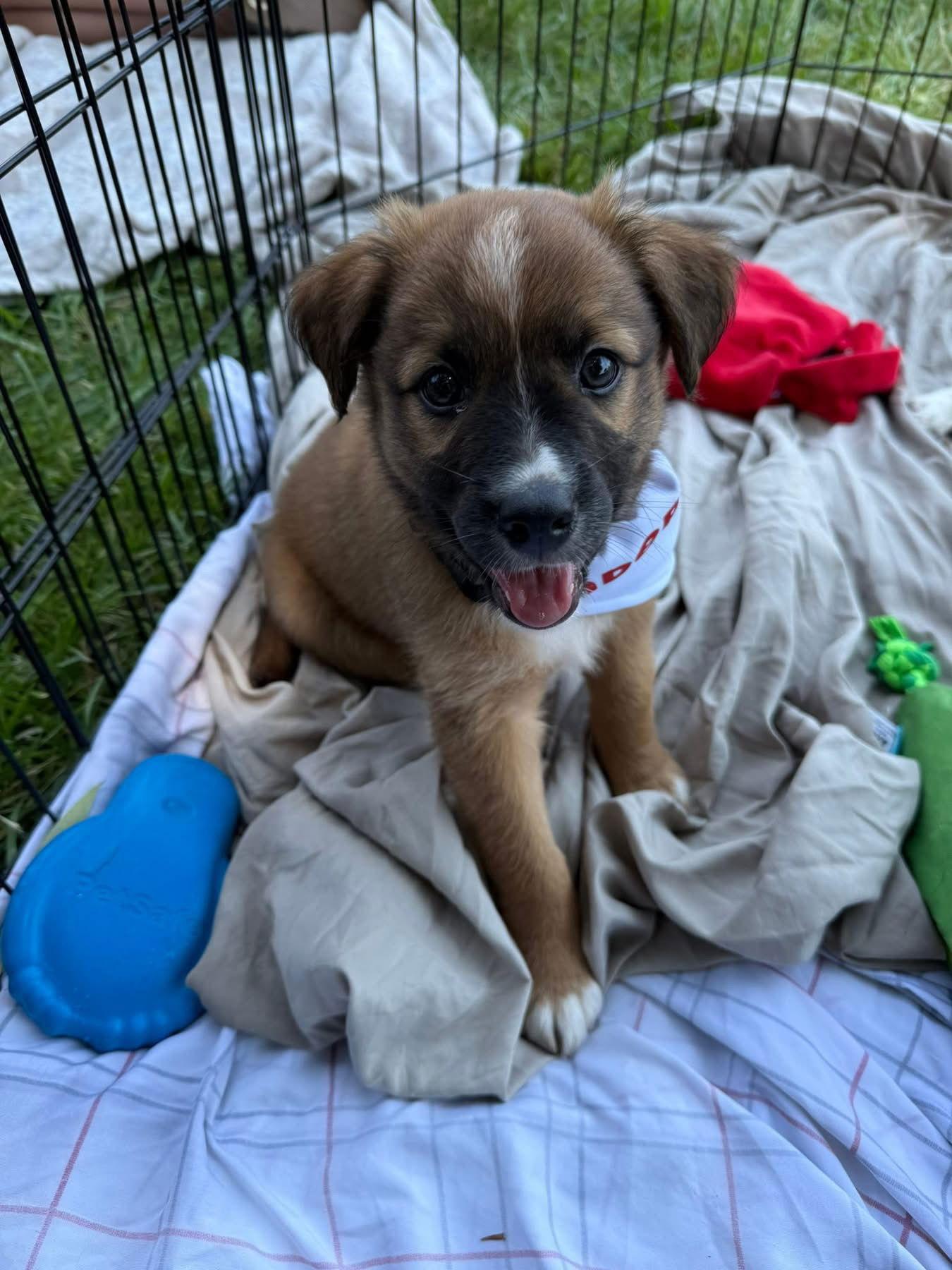 Cookie 0551, Adopted, Puppy Female Mixed Breed.