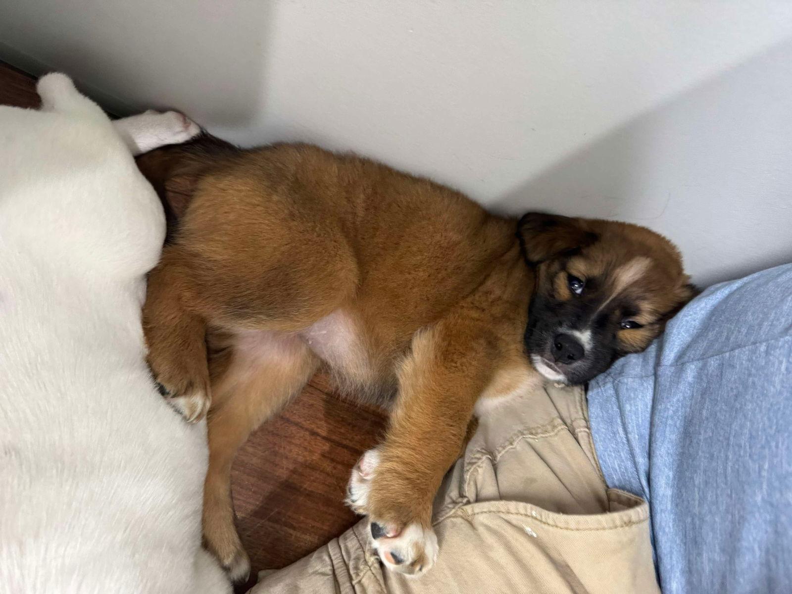 Enlarge Cookie  0551, a Adopted Mixed Breed in Stephens City, VA image 2/2