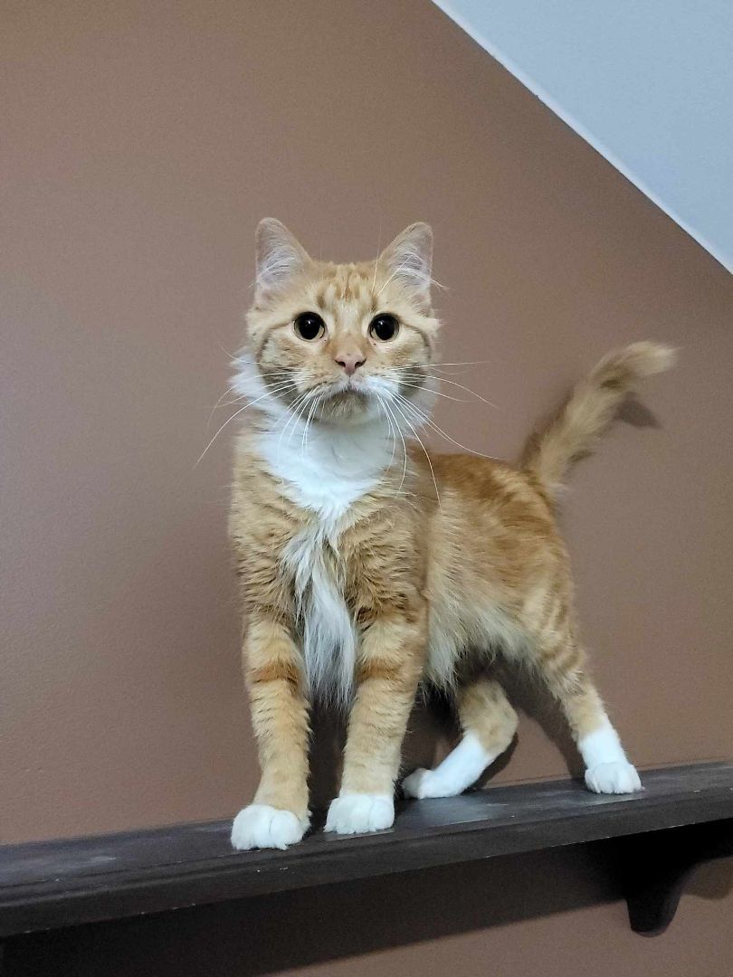 Aura, Adoptable, Young Female Domestic Medium Hair.