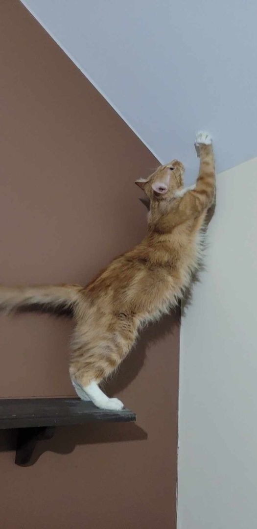 Aura, a Adoptable Domestic Medium Hair in Lincolnwood, IL image 2/5