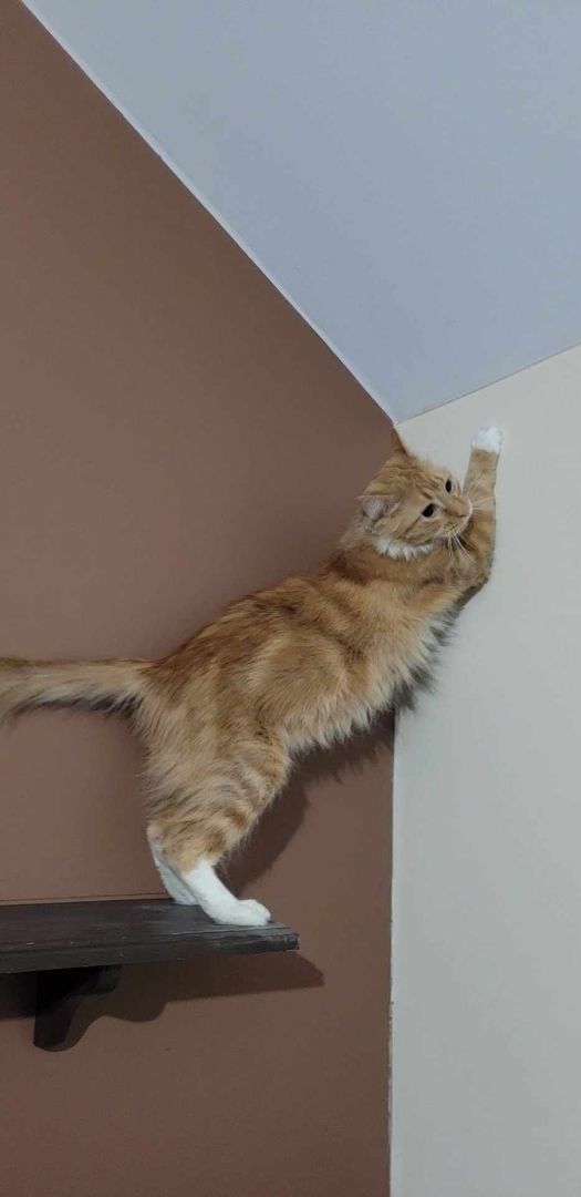 Aura, a Adoptable Domestic Medium Hair in Lincolnwood, IL image 3/5