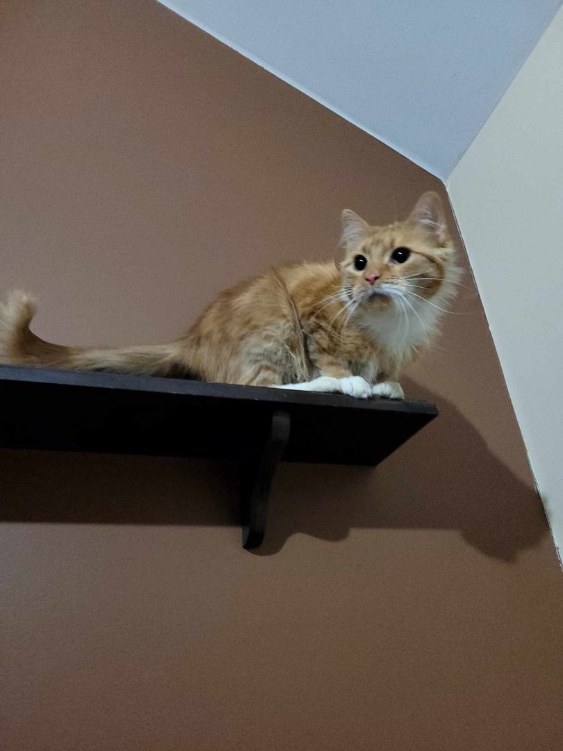 Aura, a Adoptable Domestic Medium Hair in Lincolnwood, IL image 4/5