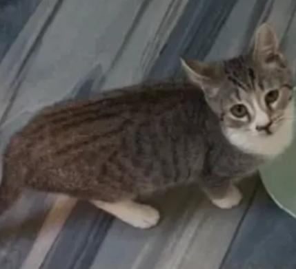 Enlarge Boo, a Adoptable Domestic Short Hair in Monroe, NC image 1/1