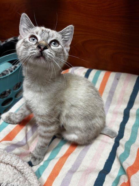 Enlarge Lita, an adopted Siamese in Lafayette, LA image 3/5