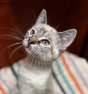 Enlarge Lita, an adopted Siamese in Lafayette, LA image 1/5
