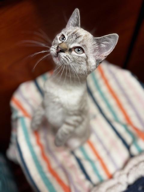 Enlarge Lita, an adopted Siamese in Lafayette, LA image 5/5