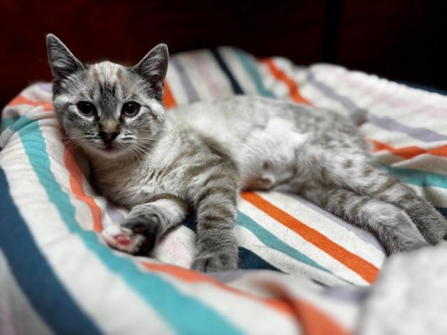 Enlarge Lita, an adopted Siamese in Lafayette, LA image 4/5