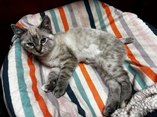 Enlarge Lita, an adopted Siamese in Lafayette, LA image 2/5