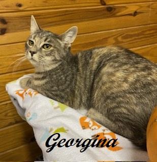 Enlarge Georgina, a Adoptable mixed breed in Southern Pines, NC image 2/3