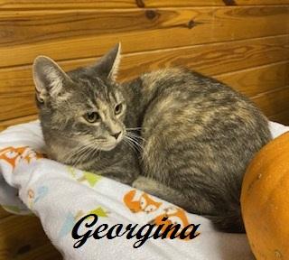 Georgina, Adoptable, Young Female Tabby & Tortoiseshell.