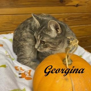 Enlarge Georgina, a Adoptable mixed breed in Southern Pines, NC image 3/3