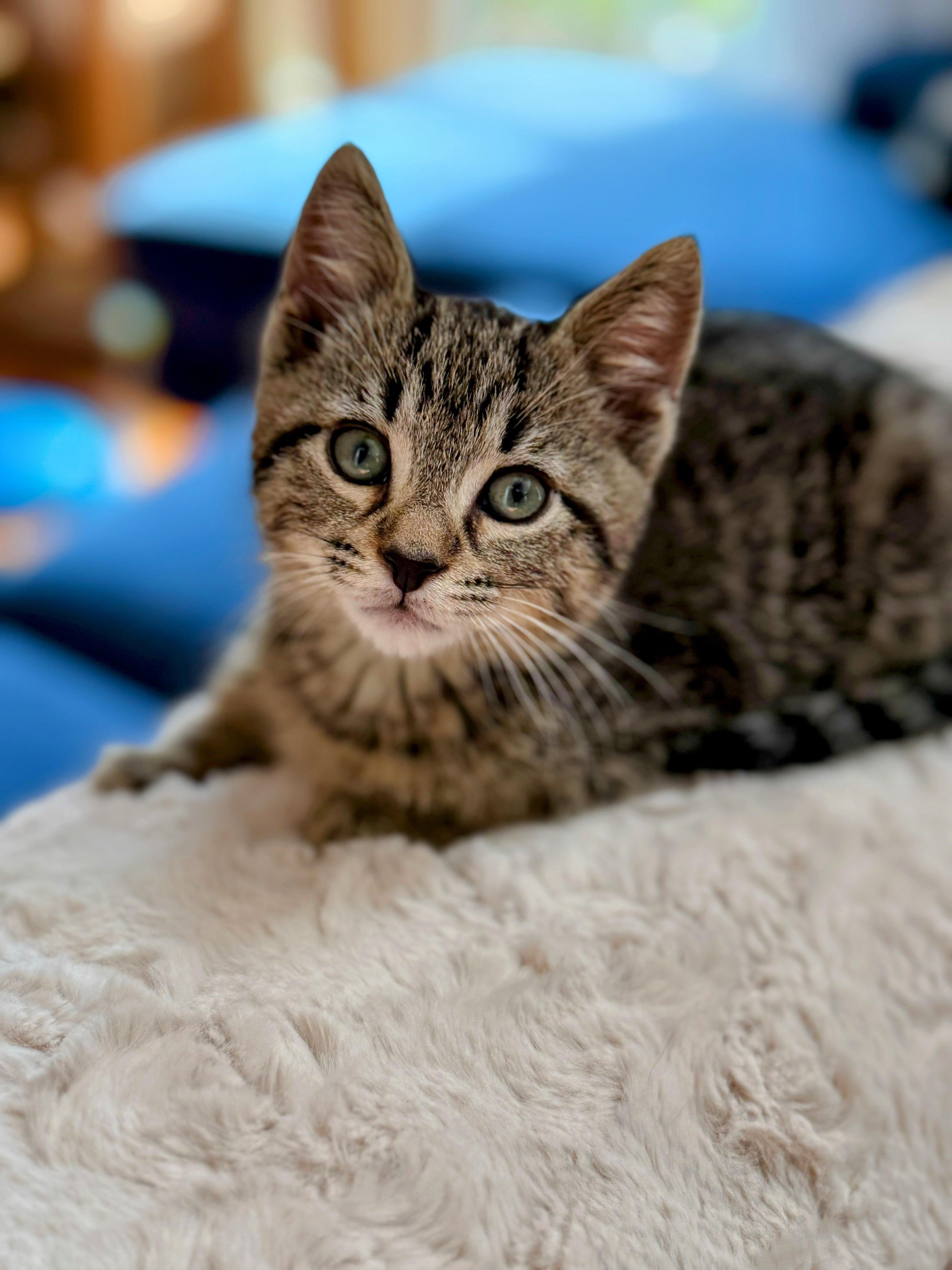 Pinto Bean, Young Male American Shorthair