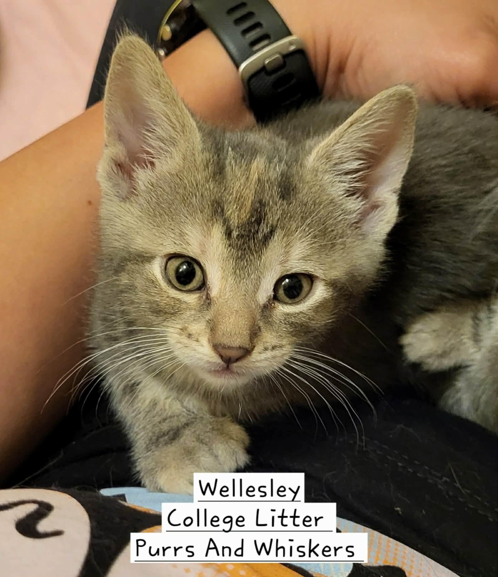 Enlarge Wellesley, a Adoptable Domestic Short Hair in New Hartford, NY image 1/1