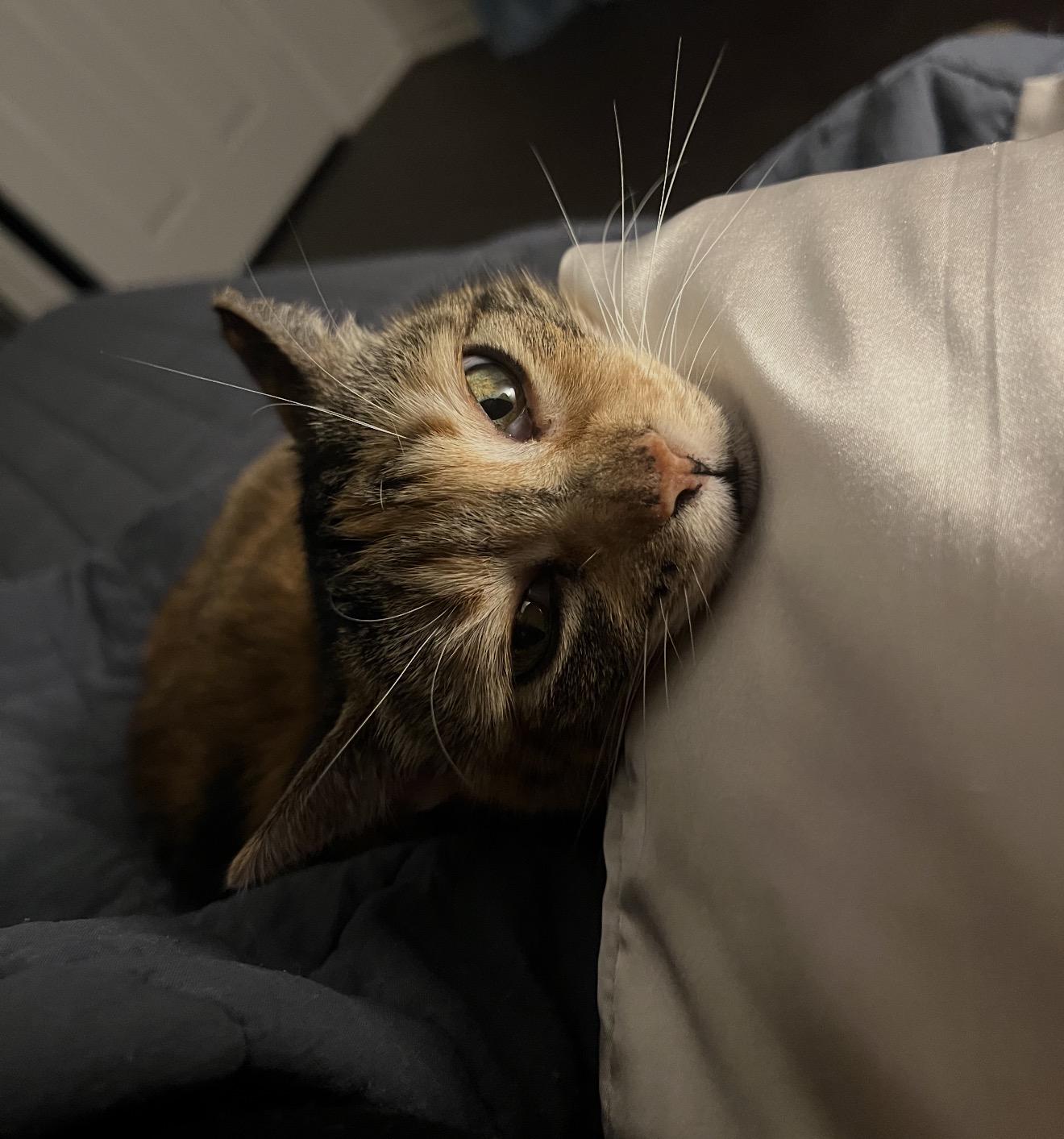 Enlarge Magpie - calm senior, a Adopted Domestic Short Hair in Austin, TX image 6/6