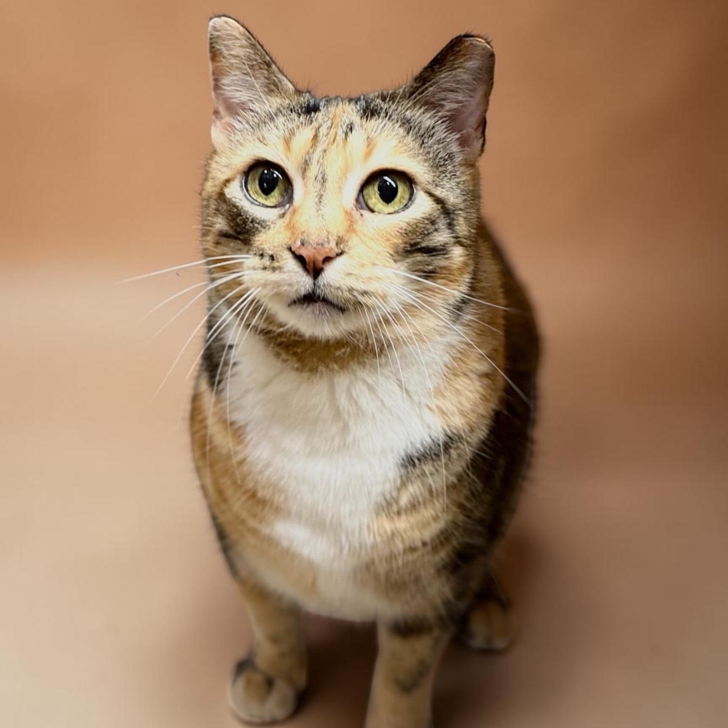 Enlarge Magpie - calm senior, a Adopted Domestic Short Hair in Austin, TX image 2/6