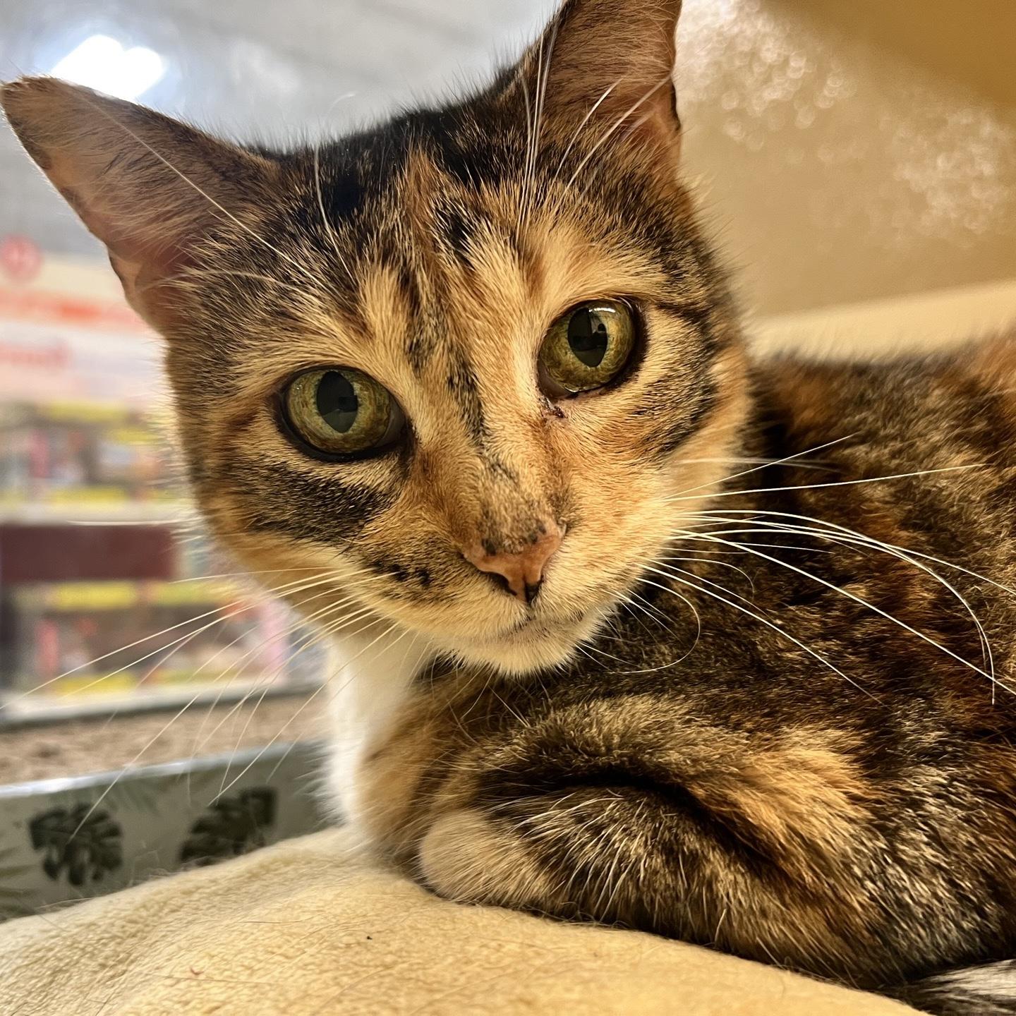 Enlarge Magpie - calm senior, a Adopted Domestic Short Hair in Austin, TX image 3/6