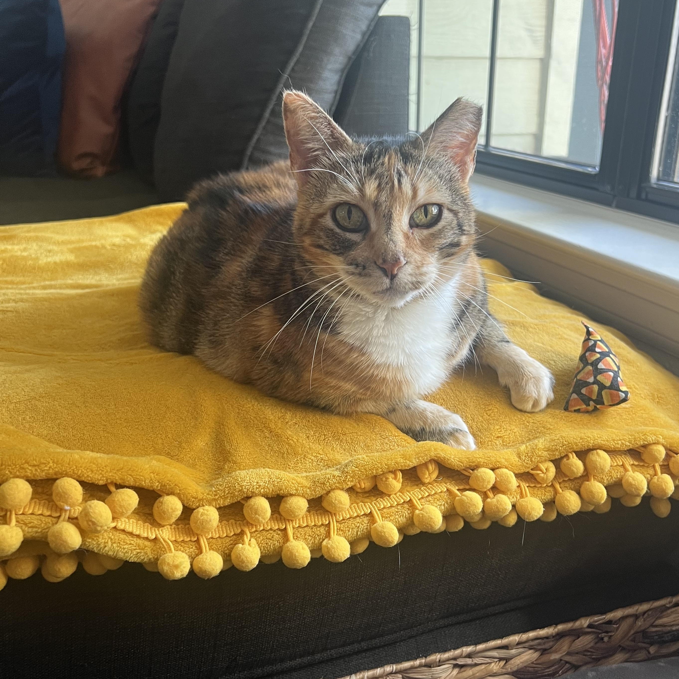 Magpie - calm senior, Adopted, Senior Female Domestic Short Hair.