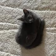 Tinkerbell photo