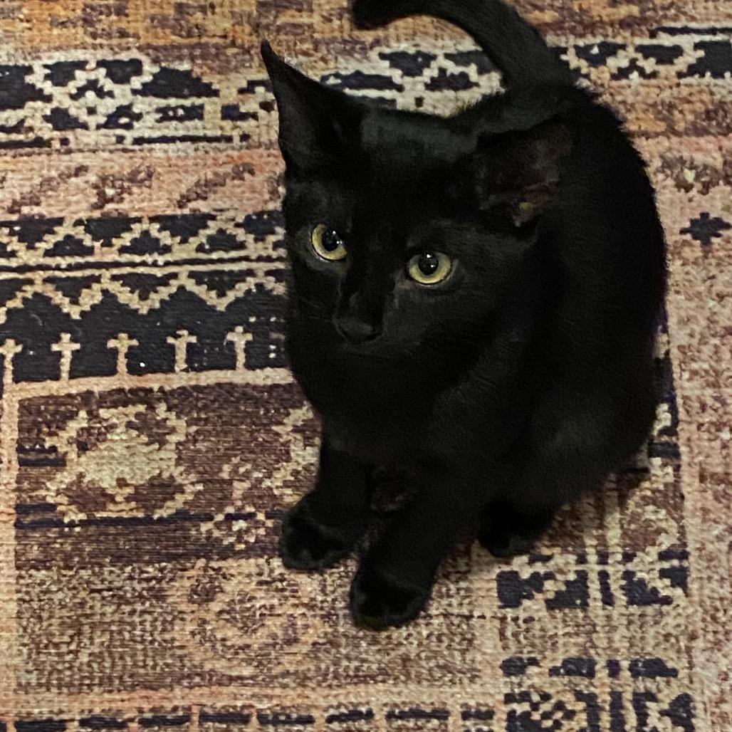 Catalina — thumbnail 2