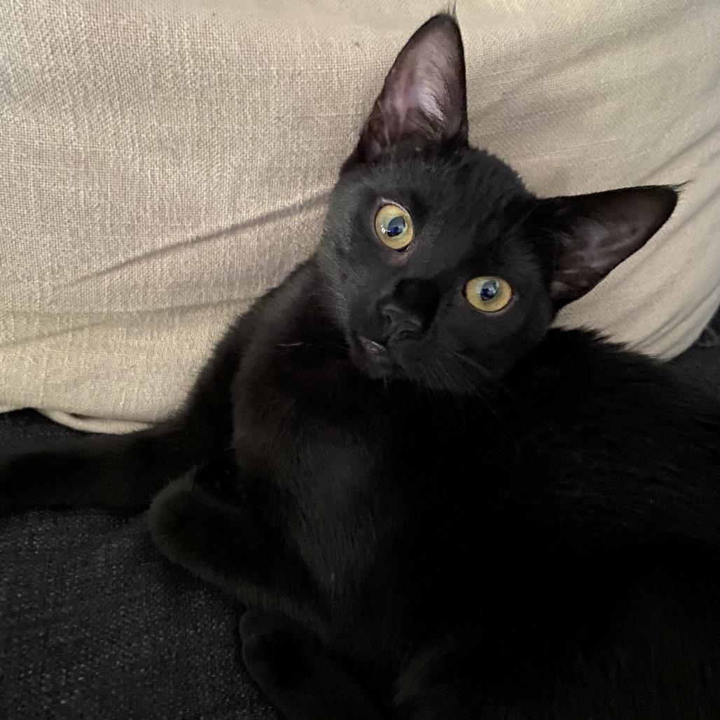 Catalina — thumbnail 3