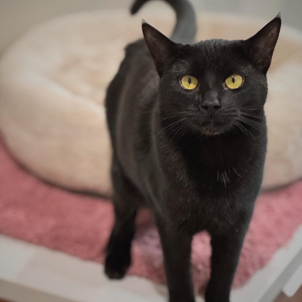 Catalina — thumbnail 4