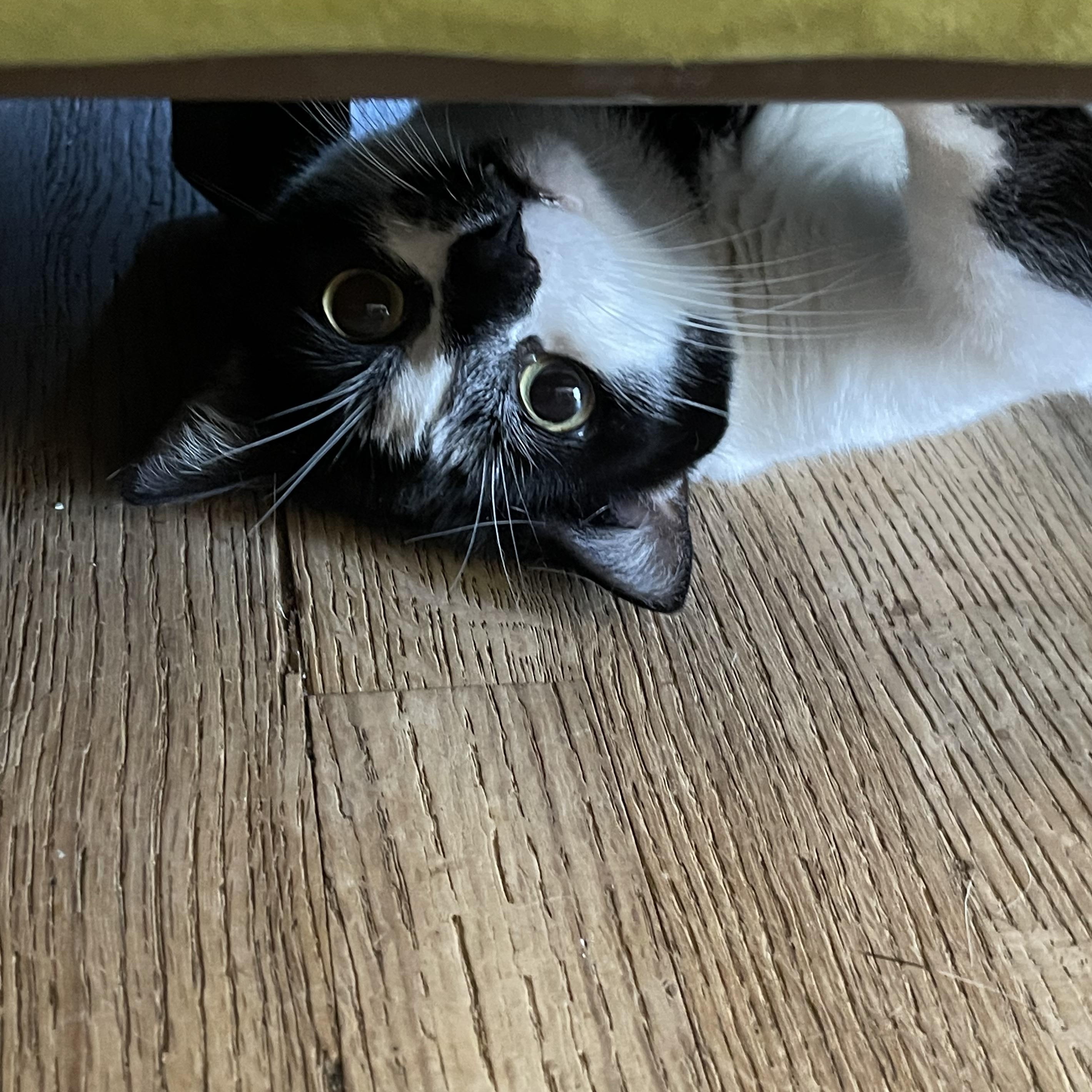 Enlarge Warsaw, a ADOPTABLE Domestic Short Hair in Joliet, IL image 4/4