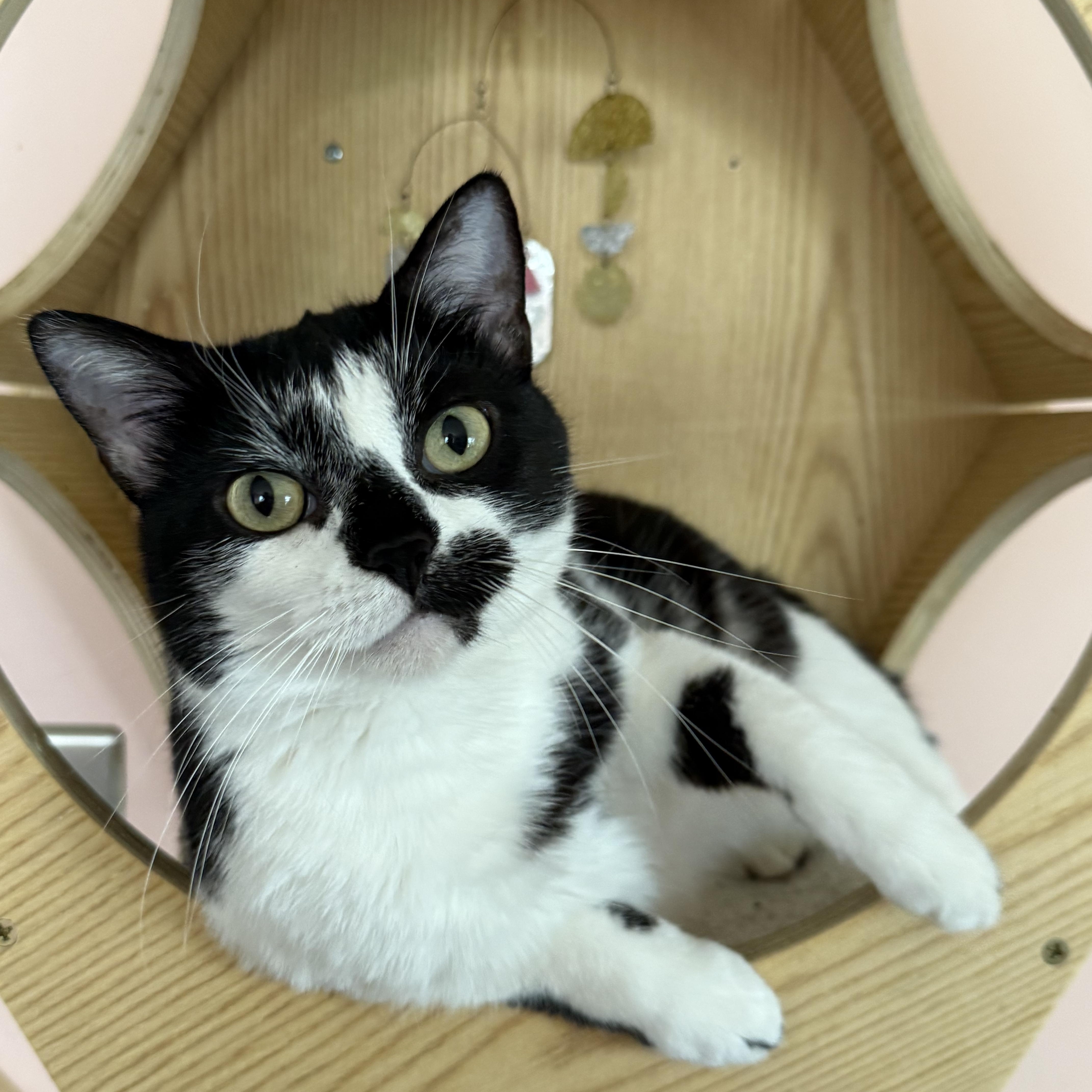 Warsaw, ADOPTABLE, Young Female Domestic Short Hair.