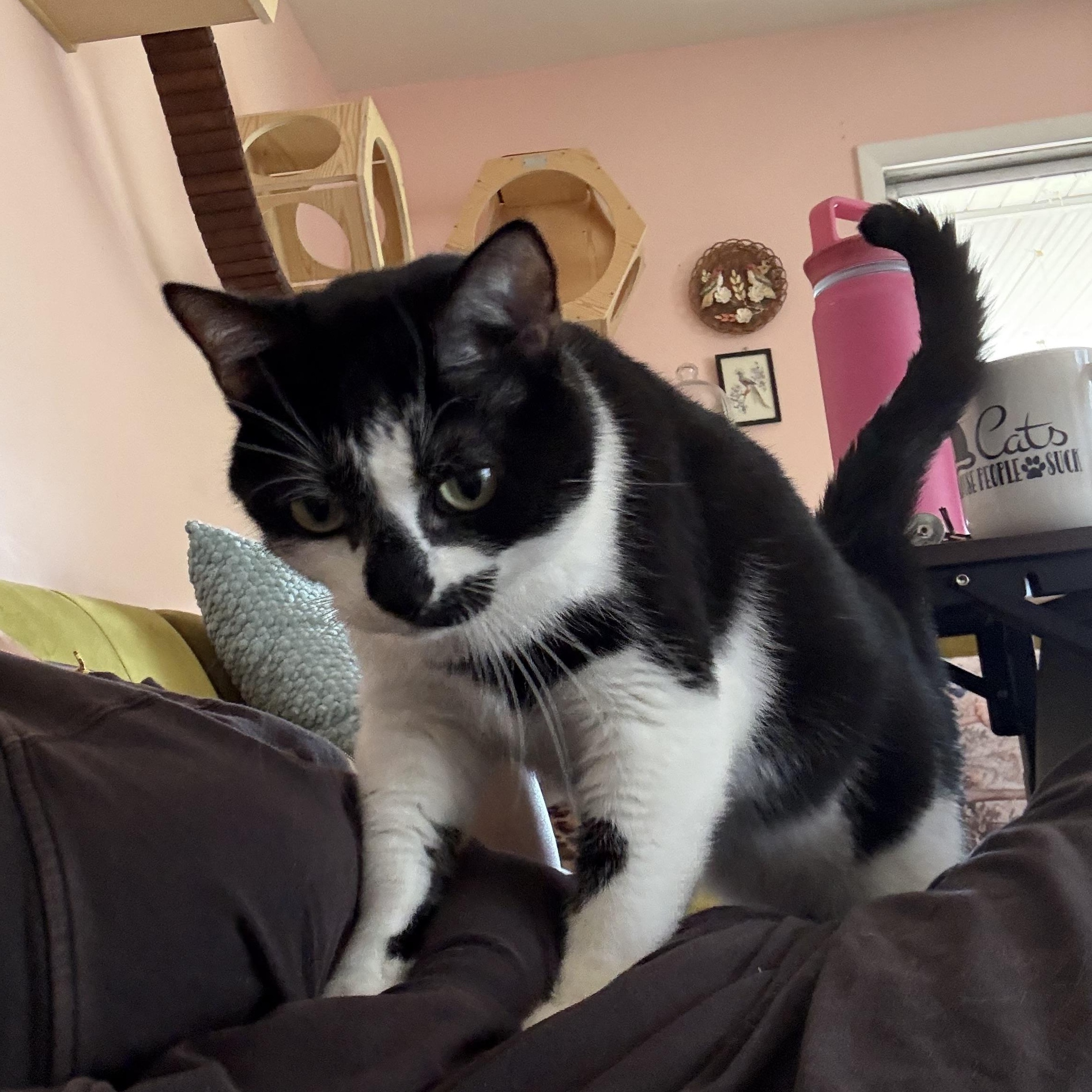 Enlarge Warsaw, a ADOPTABLE Domestic Short Hair in Joliet, IL image 2/4