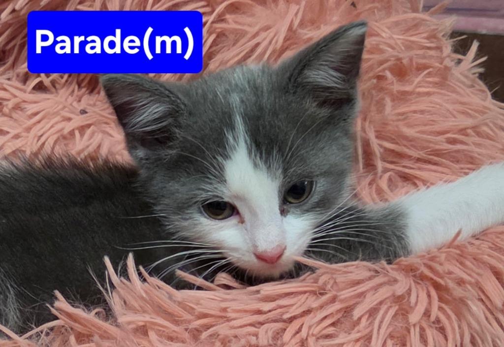 Enlarge PARADE Kitten (m), a Adoptable mixed breed in New Bern, NC image 1/1