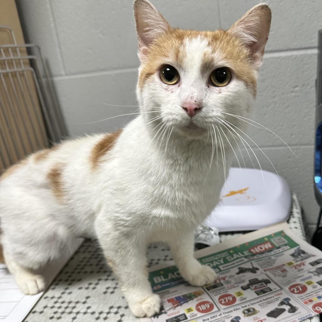 Enlarge Forrest, a Adoptable mixed breed in Galax, VA image 1/1