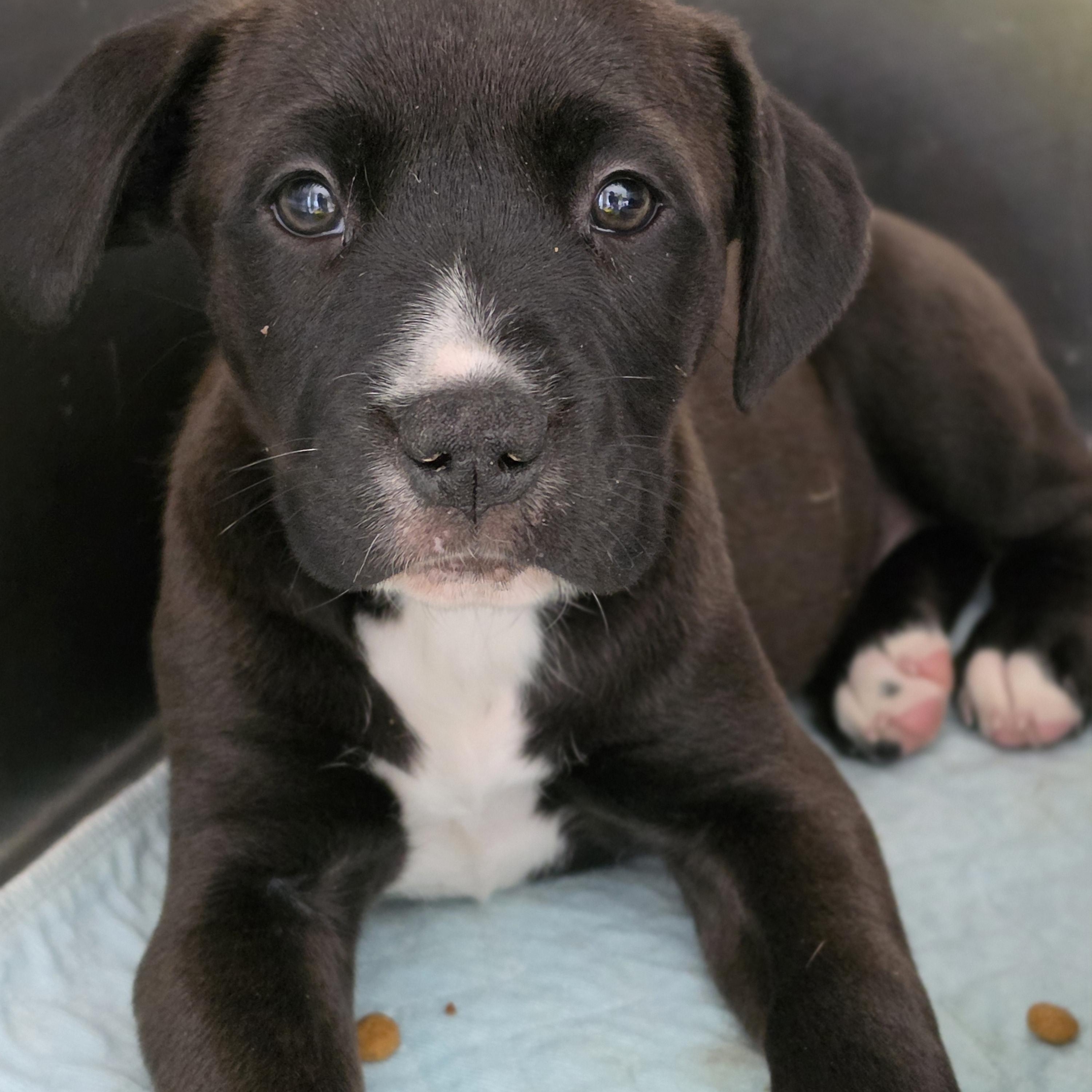 Enlarge Alice, a ADOPTABLE mixed breed in Dandridge, TN image 1/1