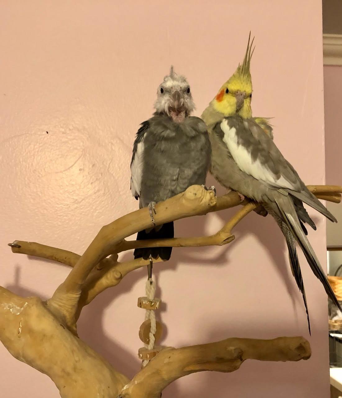 Enlarge Freya & Thatcher, an adopted Cockatiel in Salt Lake City, UT image 2/2