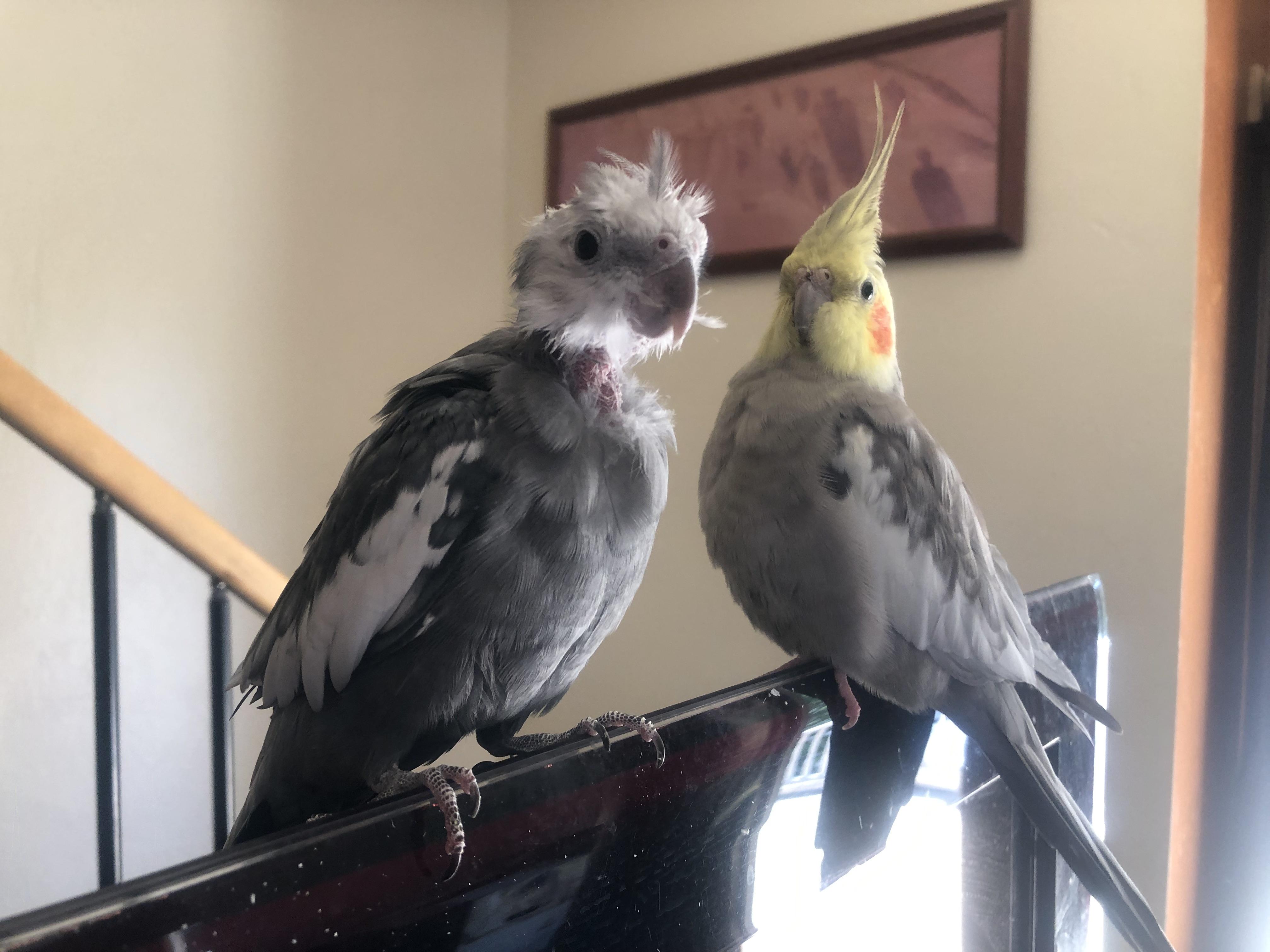 Freya & Thatcher, adopted, Adult Unknown Cockatiel.