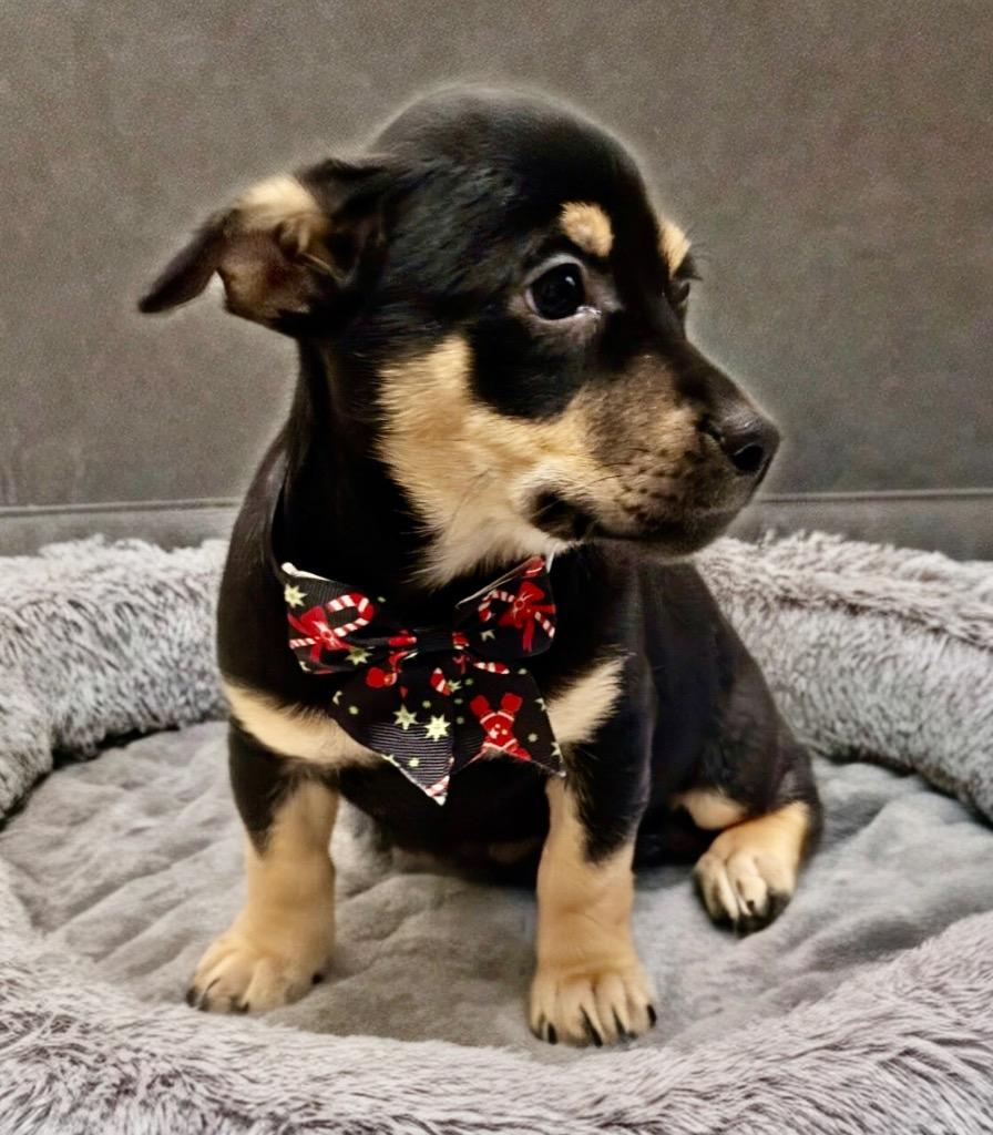 Enlarge Shadow-Adorable Little Girl!, a Adopted Carolina Dog in Fort Myers, FL image 1/3