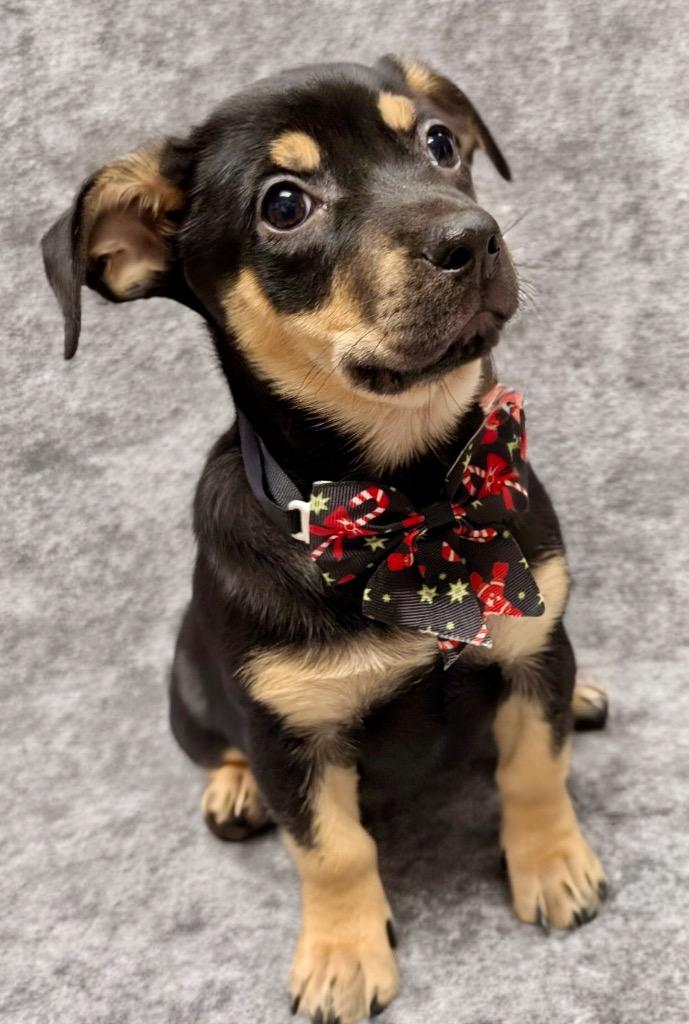 Enlarge Shadow-Adorable Little Girl!, a Adopted Carolina Dog in Fort Myers, FL image 2/3