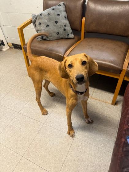 Enlarge Doe, a Adoptable Hound in North Myrtle Beach, SC image 2/2