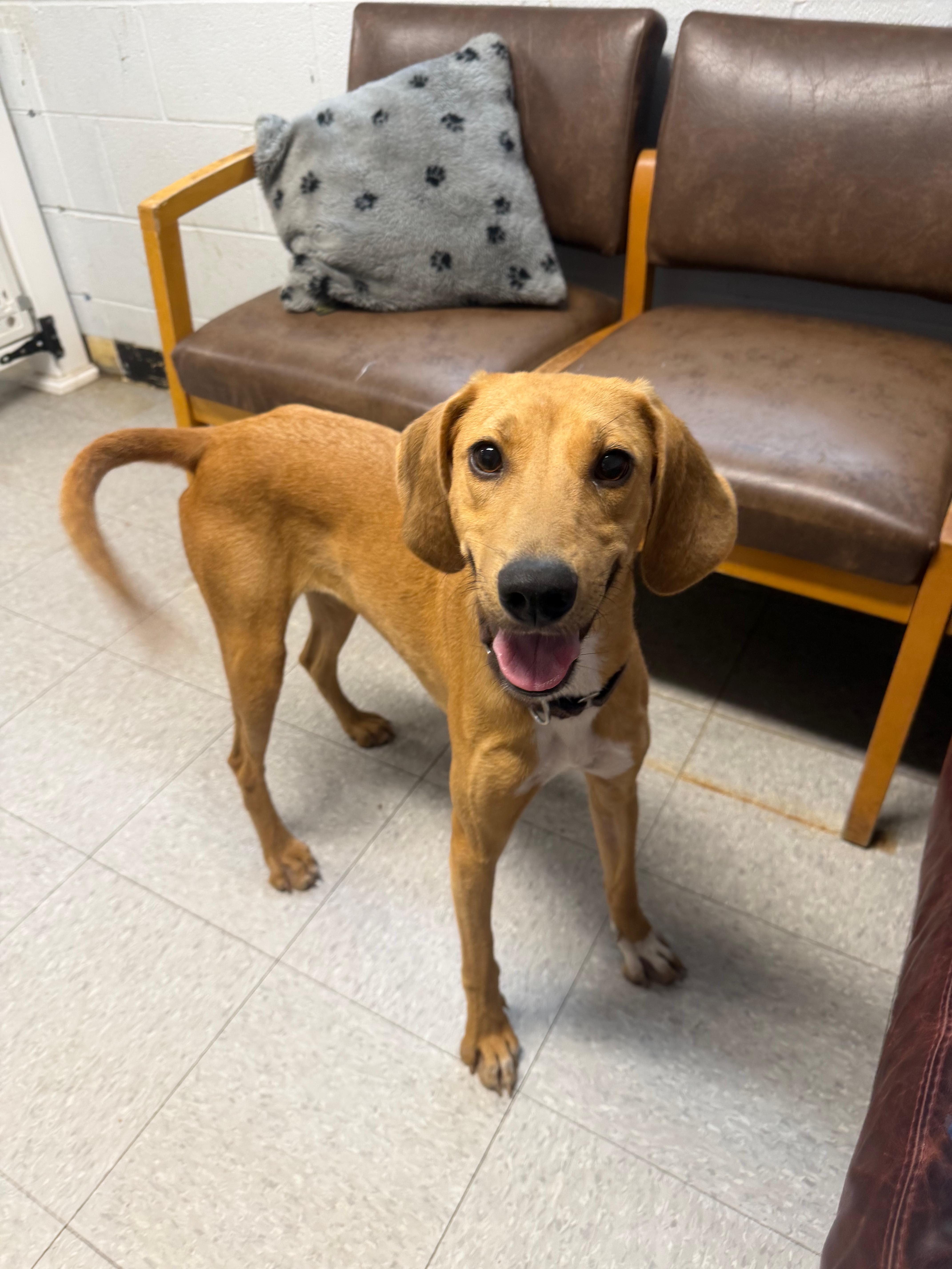 Doe, Adoptable, Adult Female Hound.