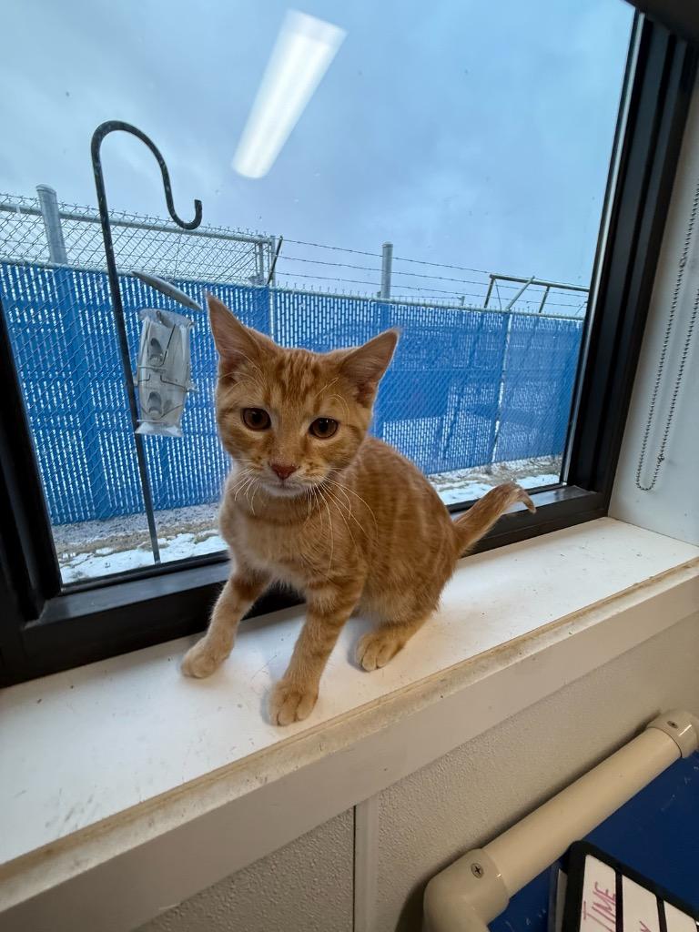 Dave, Adoptable, Kitten Male Domestic Short Hair.