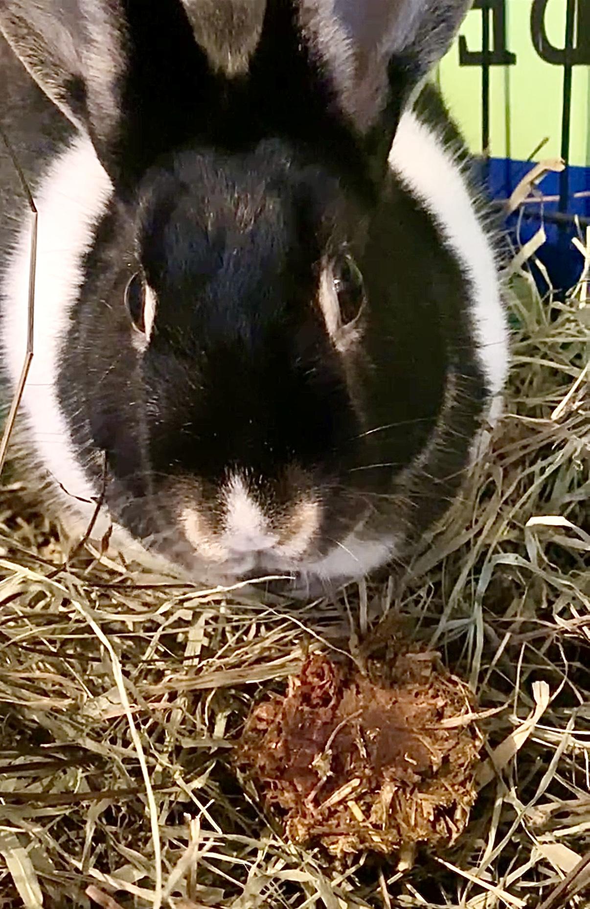 Rabbit for adoption - Abracadabra, a Dutch & Silver Marten Mix in ...