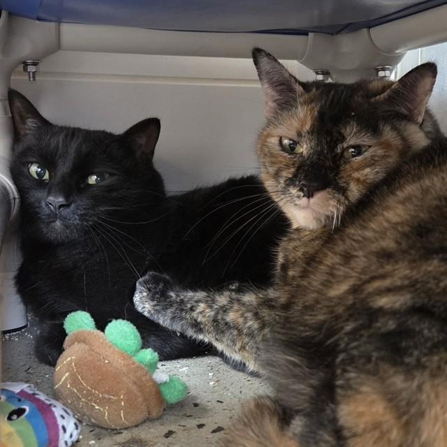 Enlarge DUKE, a Adoptable Domestic Short Hair in Leesburg, VA image 1/1