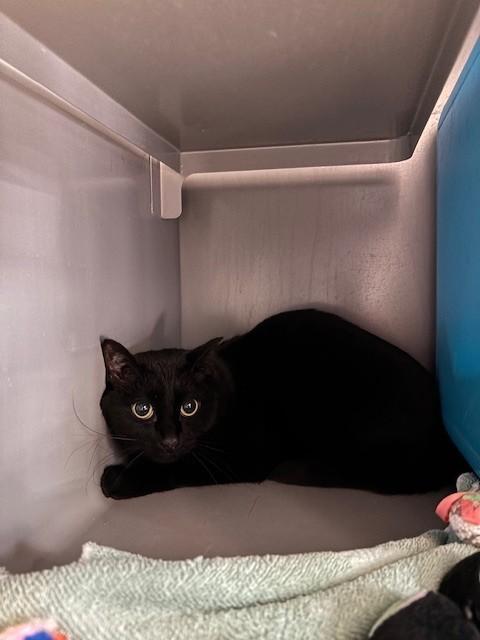 Enlarge DUKE, a Adoptable Domestic Short Hair in Leesburg, VA image 1/1