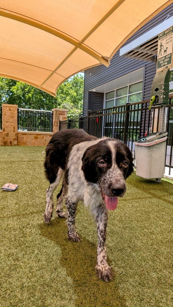 Mazie, Adoptable, Young Female Bernese Mountain Dog & Great Pyrenees.