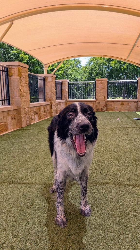 Mazie, a Adoptable mixed breed in Seguin, TX image 2/2