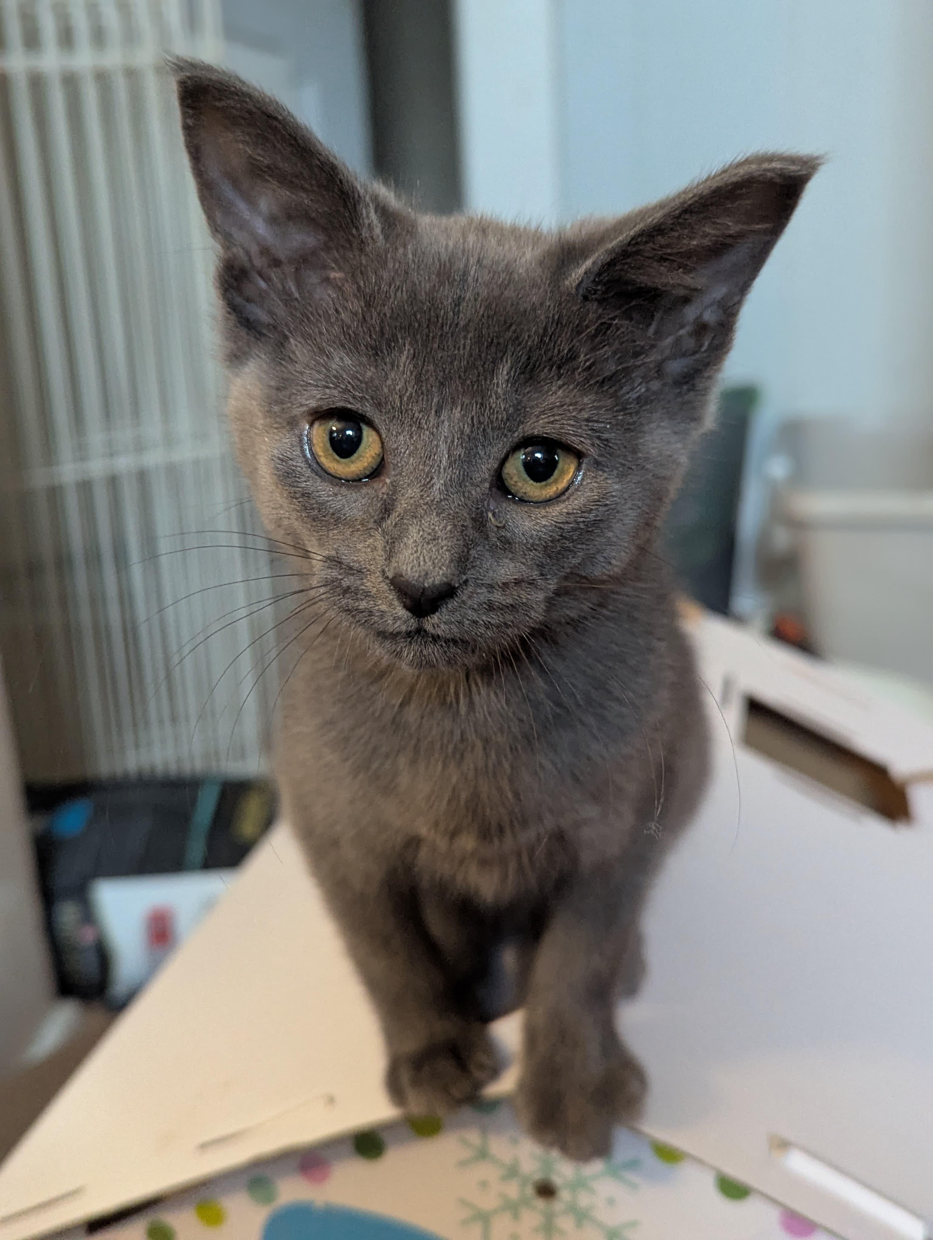 Dusty, adoptable, Kitten Female Domestic Short Hair & Russian Blue.