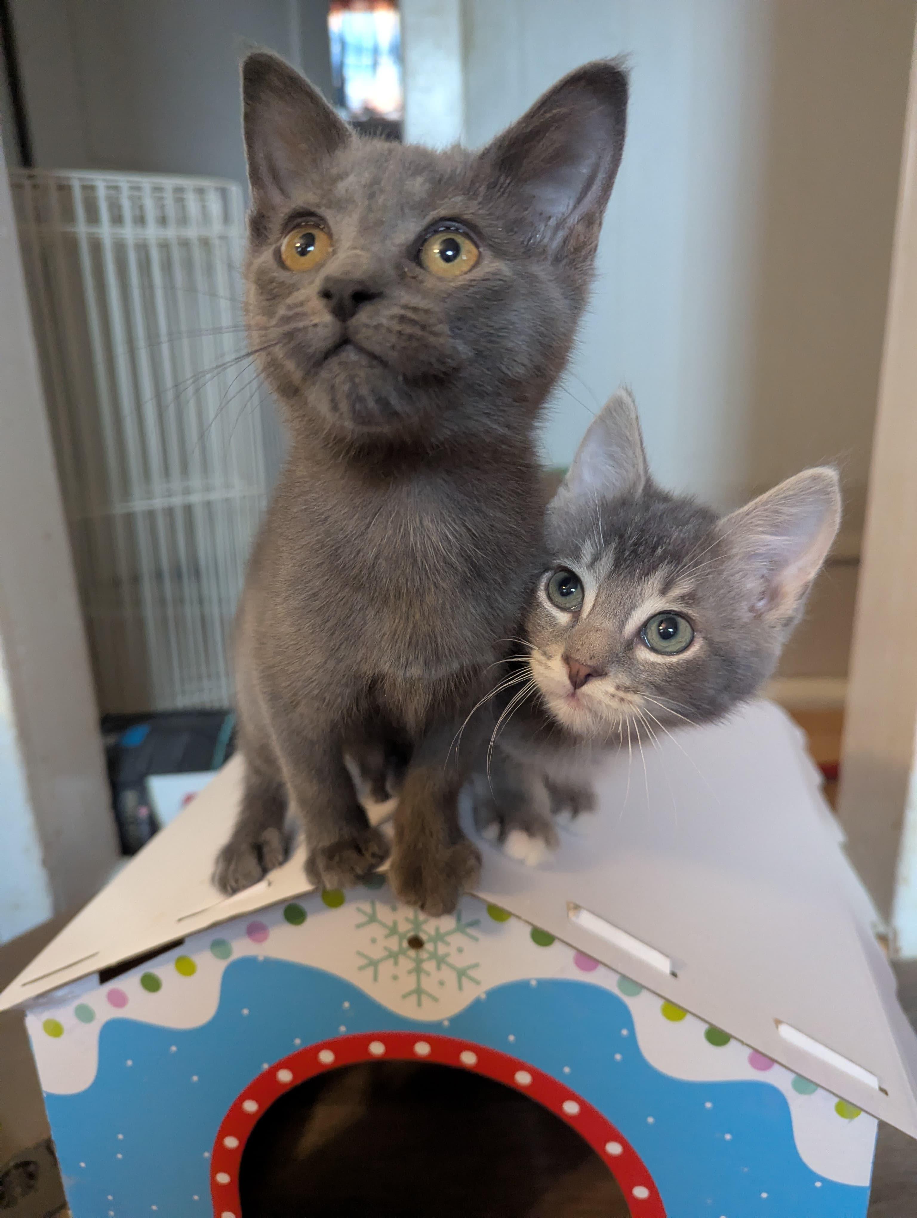 Enlarge Dusty, an adoptable mixed breed in Morristown, NJ image 3/4