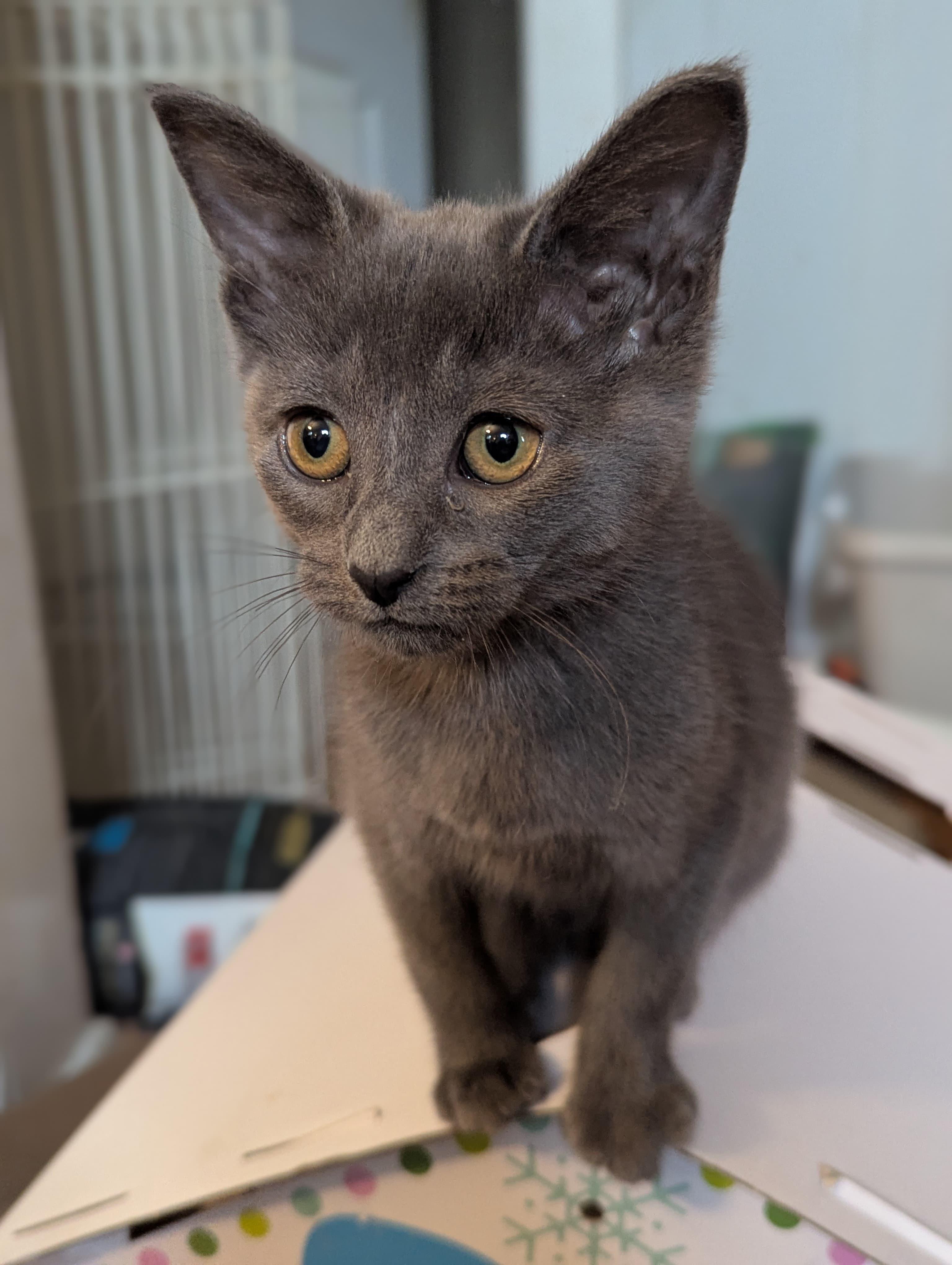 Enlarge Dusty, an adoptable mixed breed in Morristown, NJ image 4/4