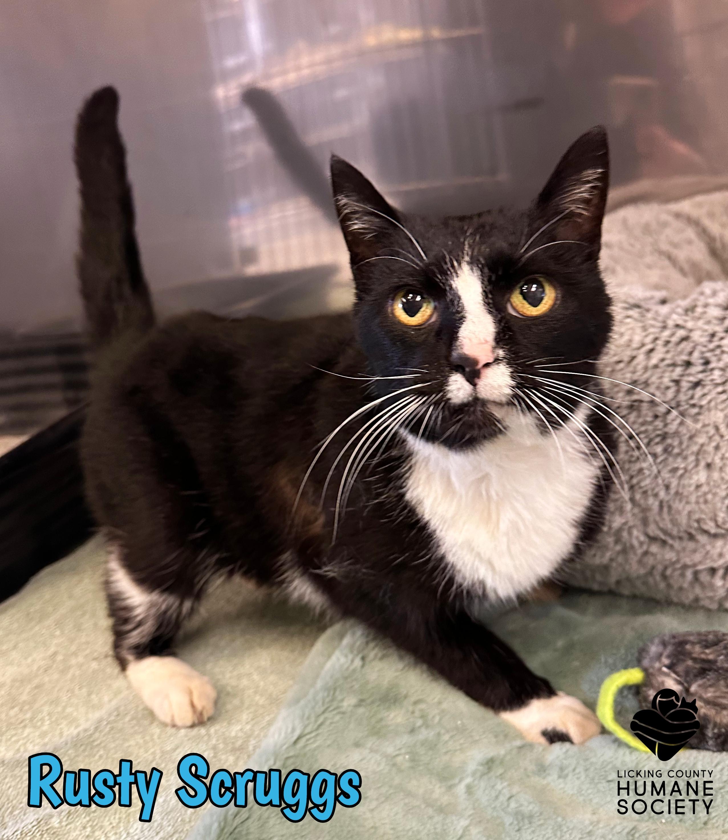 Rusty Scruggs, Adoptable, Adult Male Domestic Short Hair.